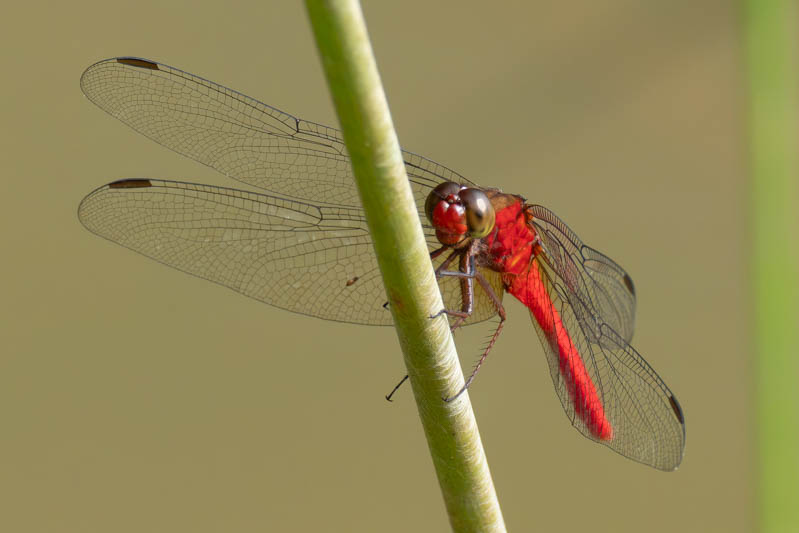 Rhodopygia hinei (Brilliant Redskimmer) male.jpg